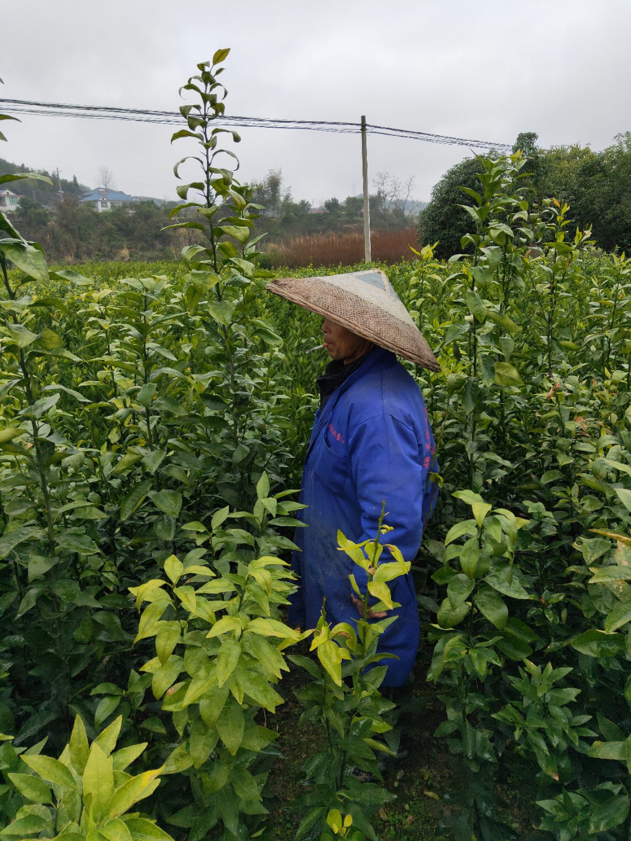 沃柑苗 挂果快丰产性强两年苗带果发货品种保证签订合同