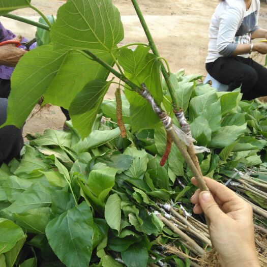 灵山县长果桑苗