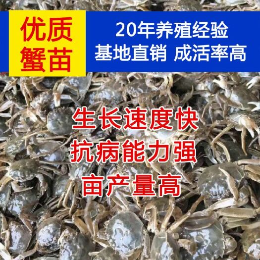 沭阳县大闸蟹苗