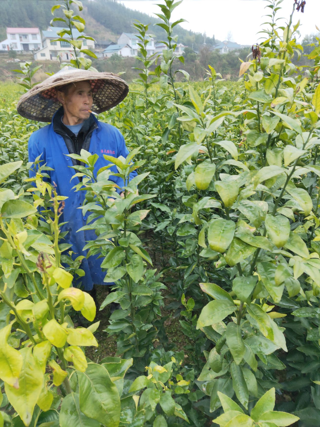 沃柑苗 挂果快丰产性强两年苗带果发货品种保证签订合同