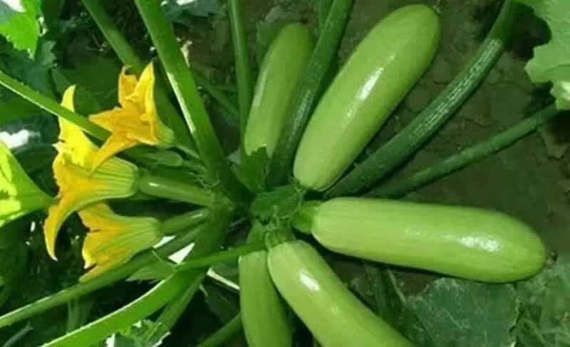 郑州绿皮西葫芦种子