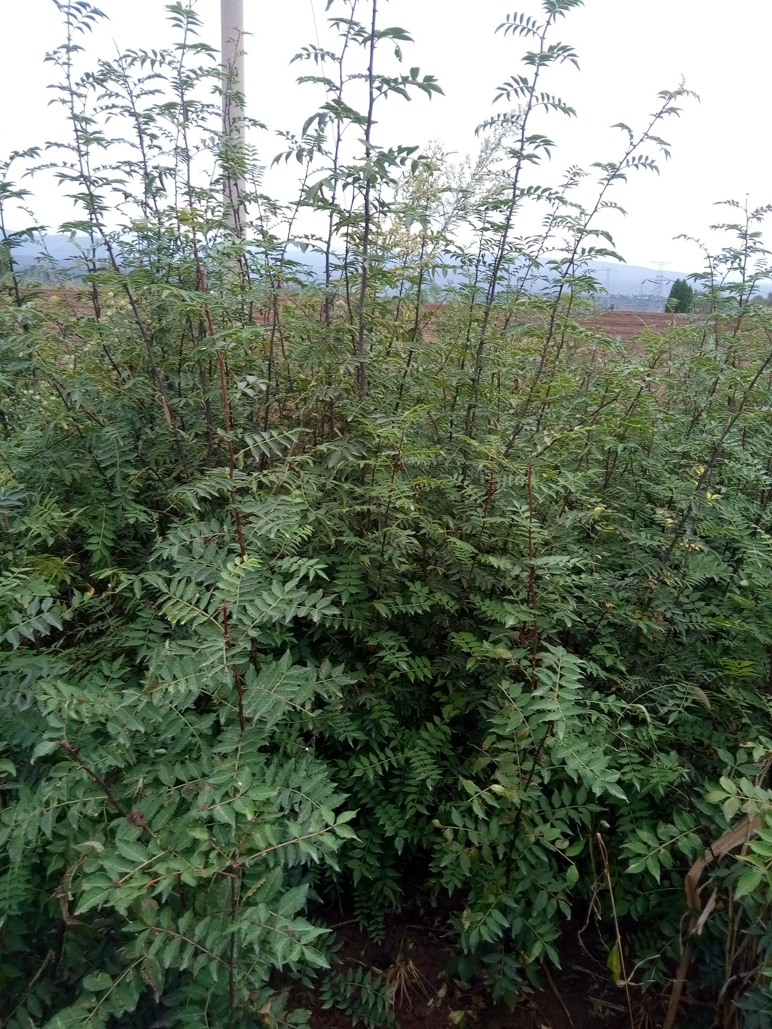 大紅袍花椒苗