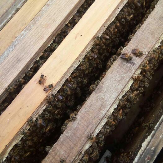 蕉岭县土蜂蜜 塑料瓶装 1年 