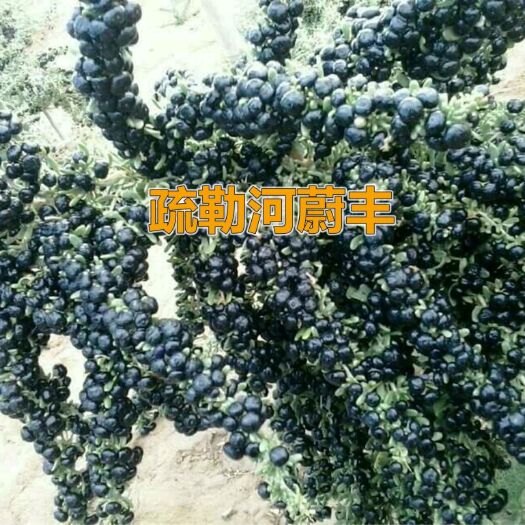 瓜州县瓜州枸杞 统货