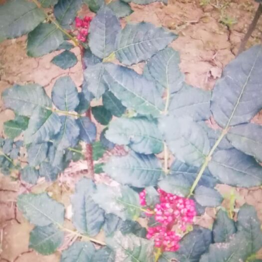 陇南大红袍花椒苗 陇南市大红袍花椒苗，六月伏椒