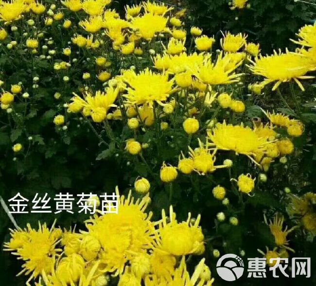  菊花苗金丝皇菊苗