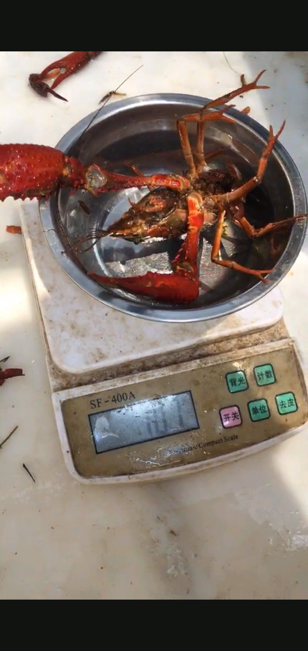 江苏金湖龙虾 4-6钱 人工养殖