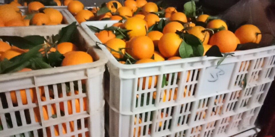 奉节脐橙 奉节剂橙大量上市