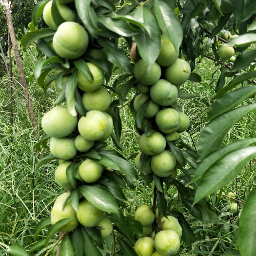 简阳市青李子苗