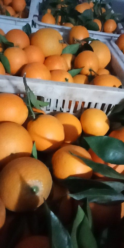 奉节脐橙 奉节剂橙大量上市