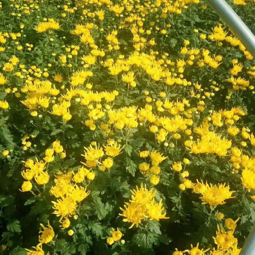 亳州金丝黄菊苗 白菊花，黄菊花，