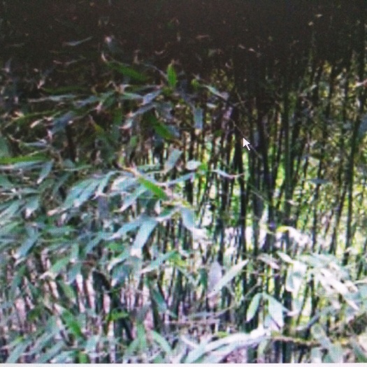 青岛早园竹 批发剩余2000多棵