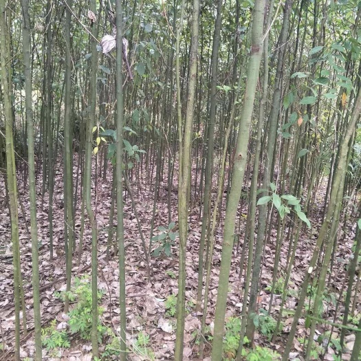 阳朔县小叶樟