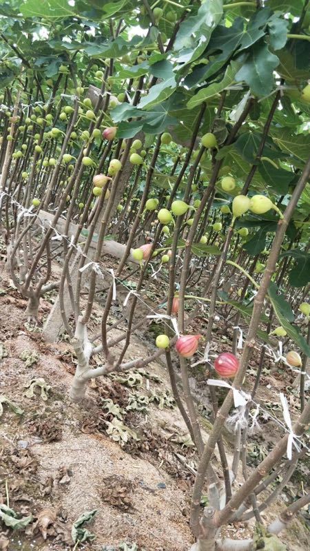 布兰瑞克无花果苗  波姬红，金傲芬，玛斯义陶芬，芭劳奈无花果