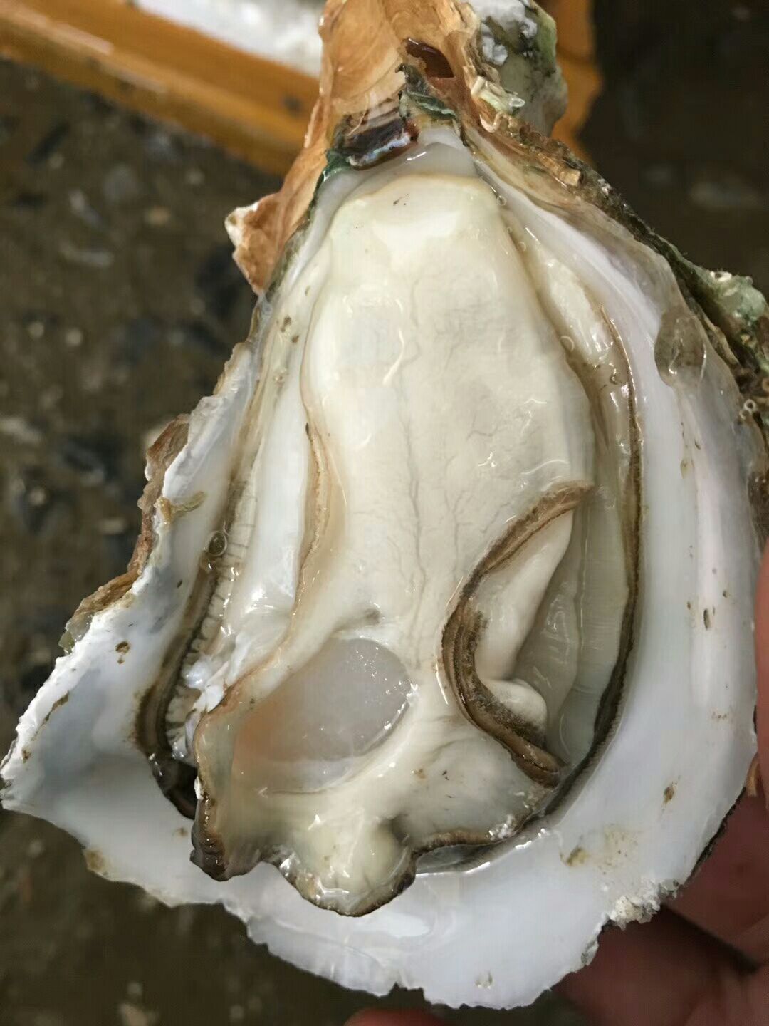 湛江牡蛎 湛江小蚝发货全国