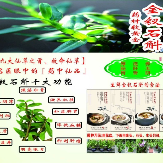 泸州金钗石斛  金钗 整枞 杯苗 小苗