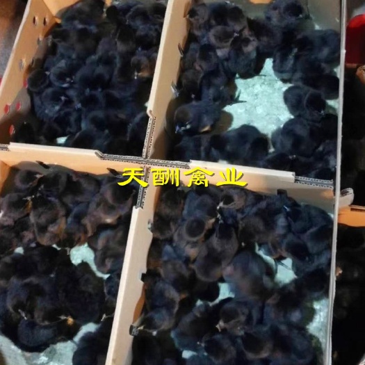 衡阳五黑一绿母鸡苗 品质纯正 全国发货 包运输存活包做疫苗