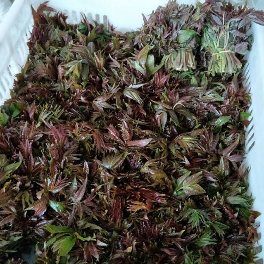 广德市 香椿树苗0.5---2公分，香椿芽10-15公分*樱桃采摘，