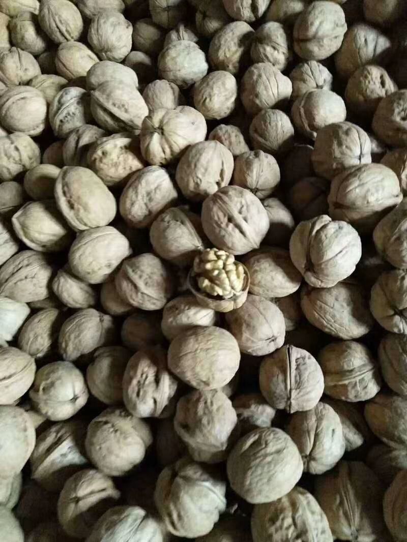 新疆核桃