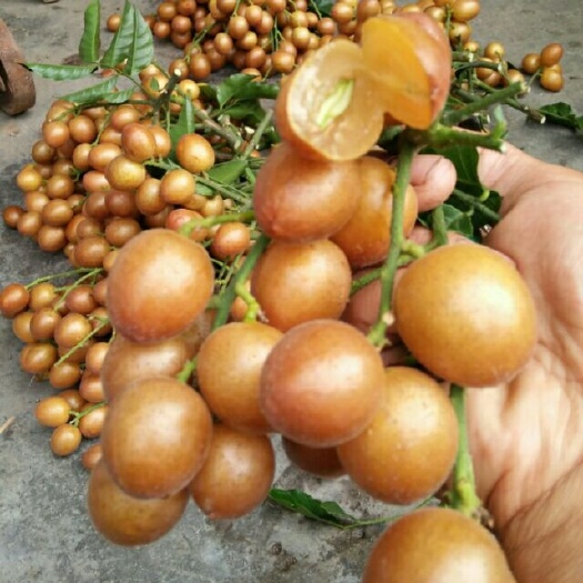 灵山县黑黄皮果苗
