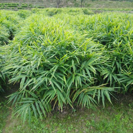 福鼎市黄姜 带土