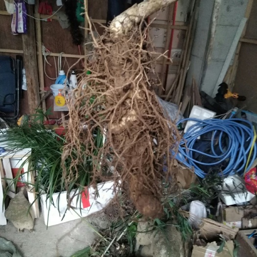 榕江县姜形黄精 块 
