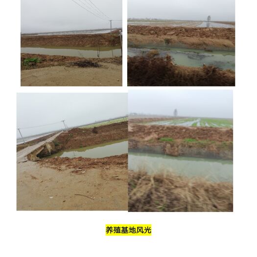 岳阳岳阳小龙虾 4-6钱 人工养殖