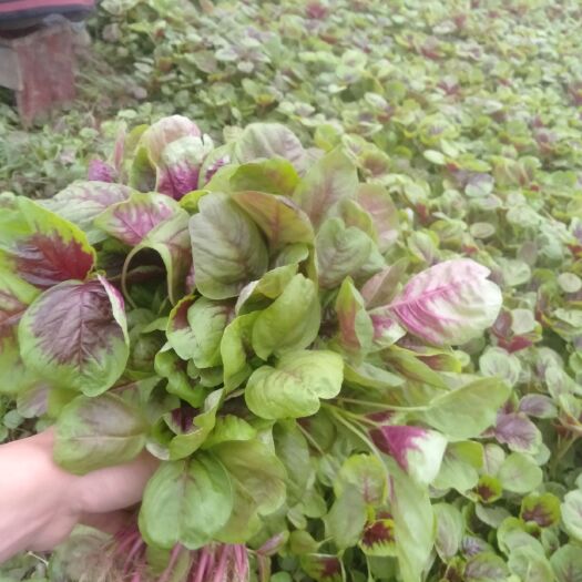 襄樊红苋菜  25-30cm 紫红 大棚蔬菜有机无公害保值保量