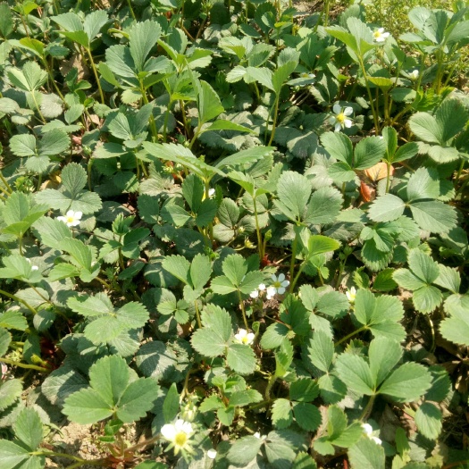 临沭县久香草莓苗 10~20公分 地栽苗