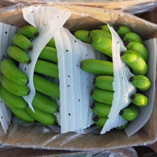 朔州河口香蕉 七成熟