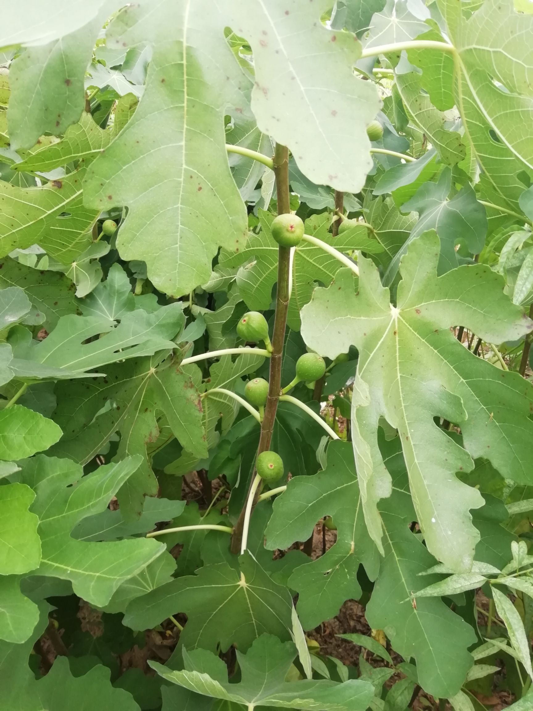 布兰瑞克无花果苗  波姬红，金傲芬，玛斯义陶芬，芭劳奈无花果