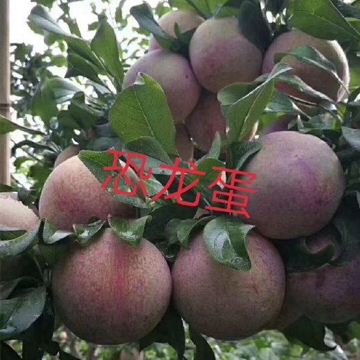 盖州市恐龙蛋李子苗 美国2年
