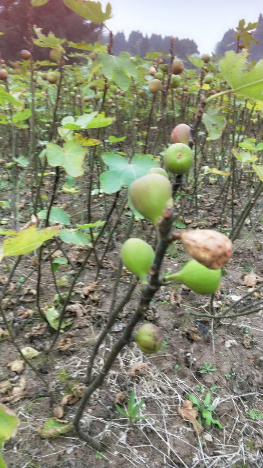 红心无花果苗