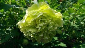 菏泽 观赏牡丹 牡丹花种苗 大花牡丹 国花牡丹 产地直销保成活率