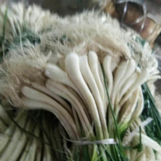 宜宾细叶藠头 4cm以上