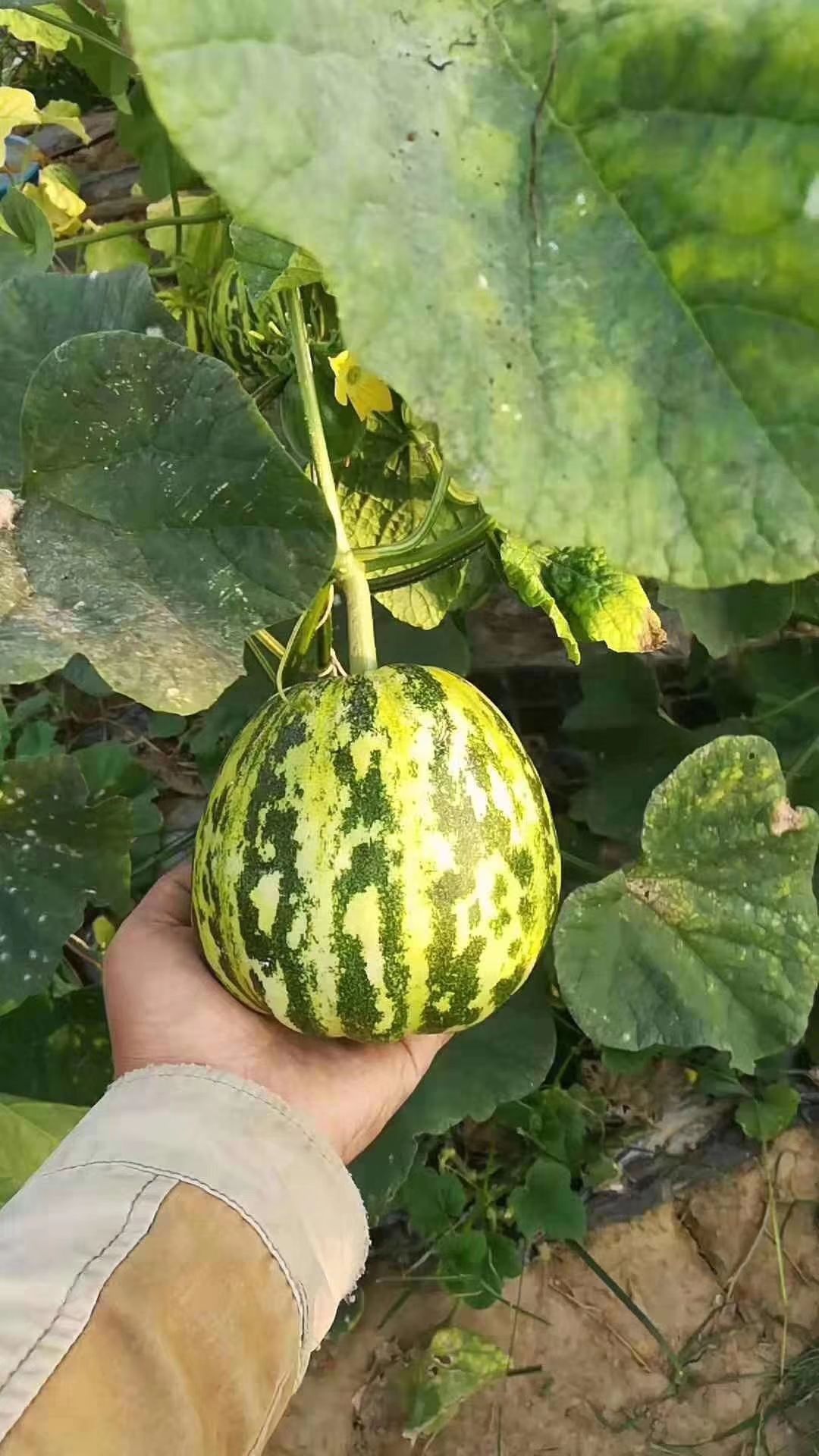 花蕾甜瓜 0.5斤以上