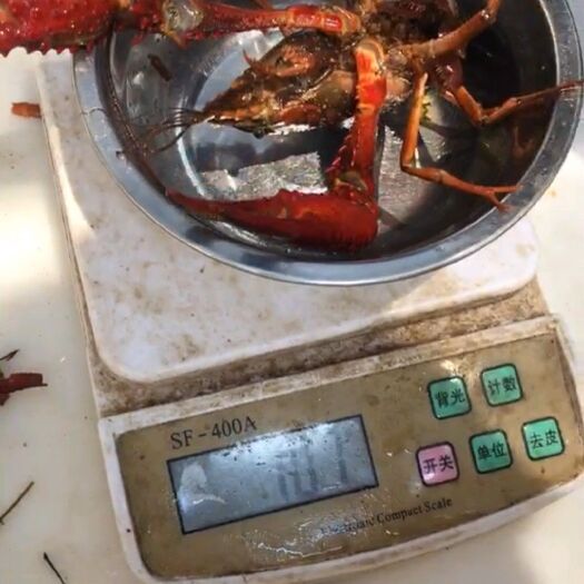 金湖县江苏金湖龙虾 4-6钱 人工养殖