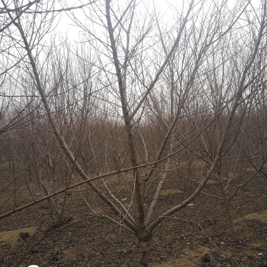 菏泽绿叶碧桃