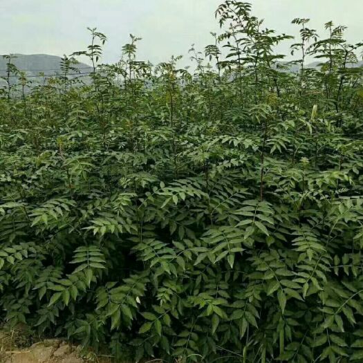 韩城市黄盖狮子头