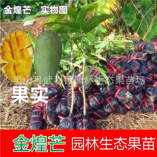 灵山县金煌芒果苗 桂七芒果种苗 现货批发 正品