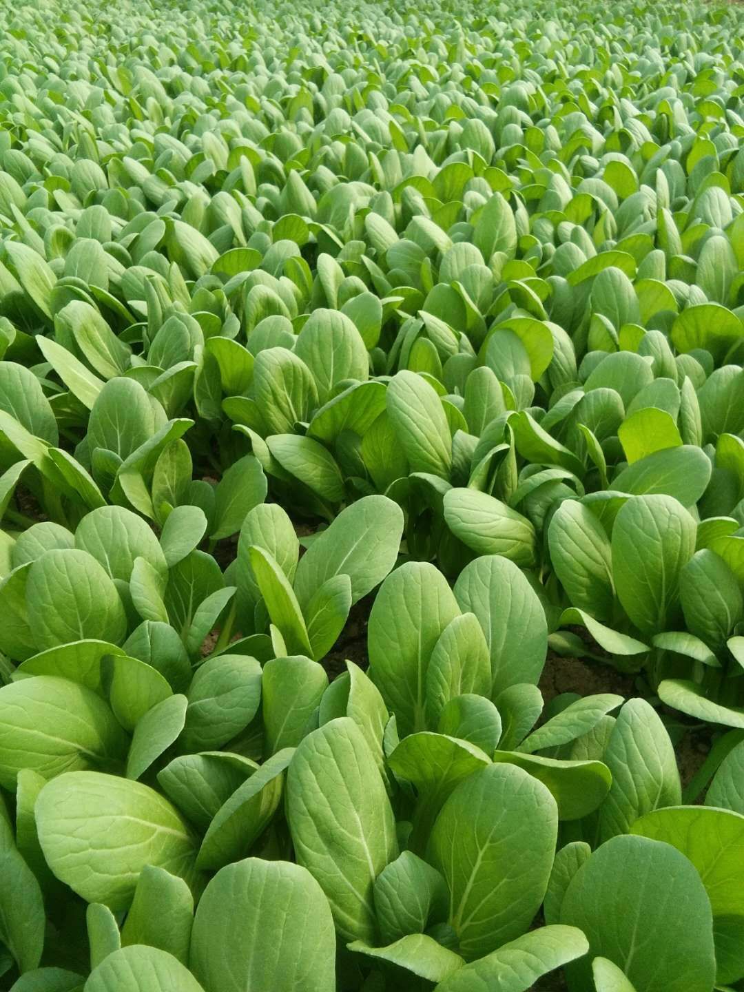 供应大厅 蔬菜 油菜 商品属性 品种名:北方小油菜 品种名:北方小油菜