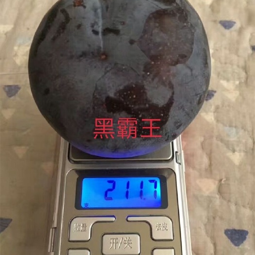 营口黑宝石李子苗 黑霸王李子苗