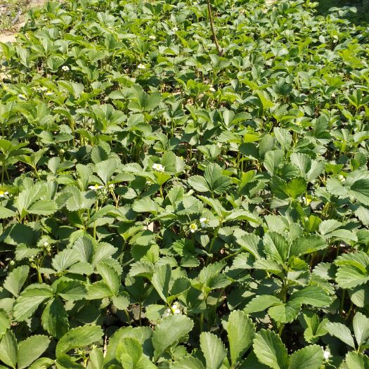 东海县红颜草莓苗 20~30公分 地栽苗