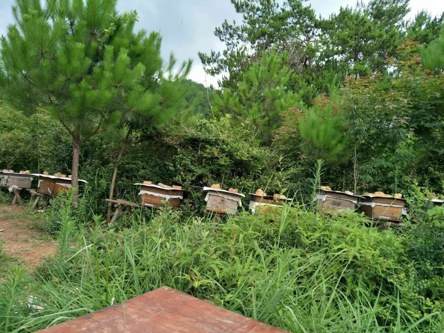 蜂场图片 蜂场图片大全