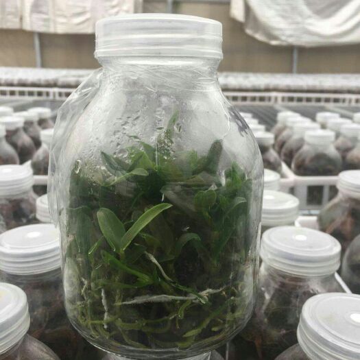 龙岩铁皮石斛种苗 铁皮石斛种苗
