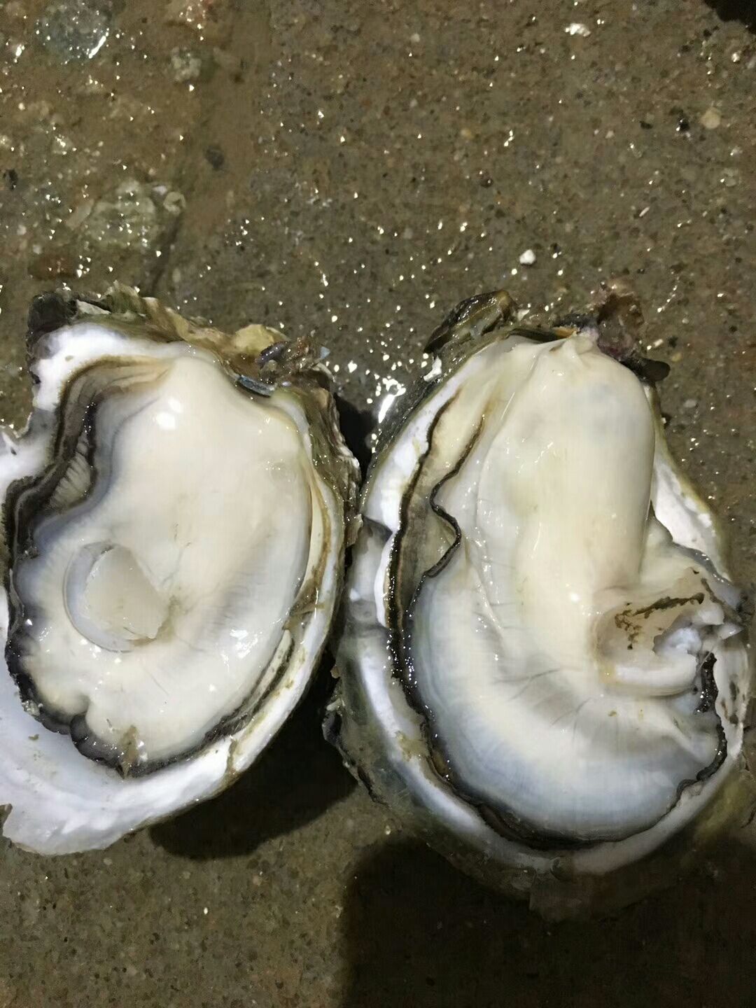 湛江牡蛎 湛江生蚝中蚝发货全国