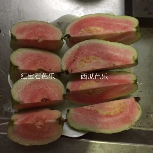 灵山县红宝石石榴苗  西瓜番石榴苗红宝石番石榴