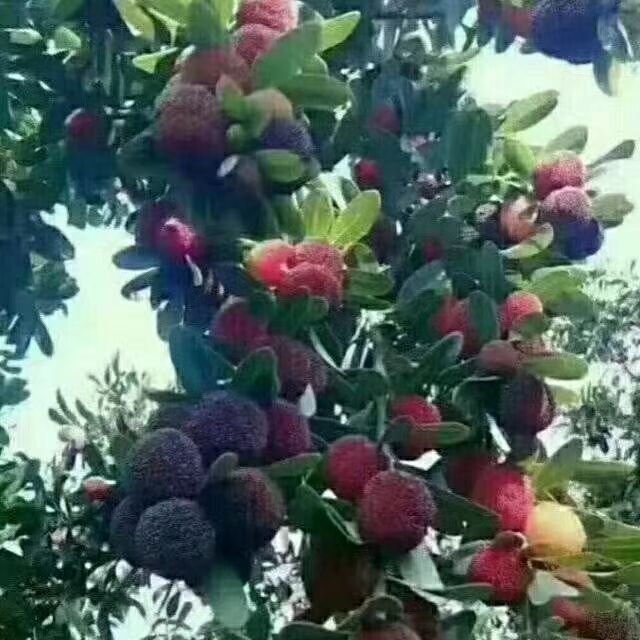 东槐杨梅苗