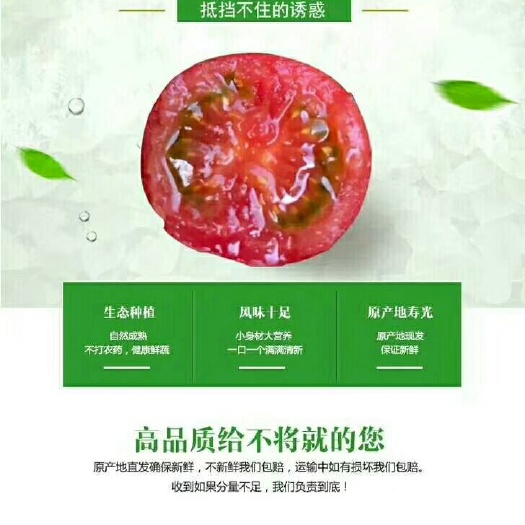 寿光市千禧圣女果