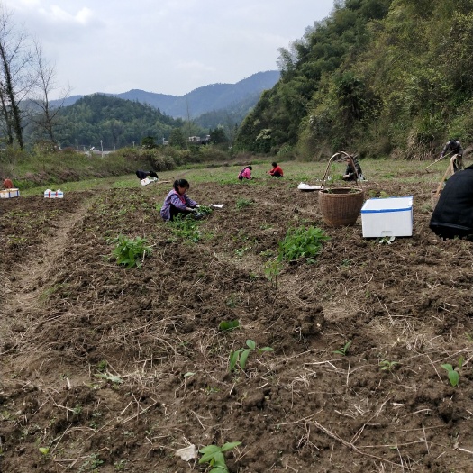 崇阳县黄精种苗